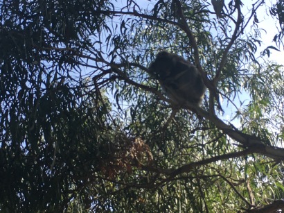 Koala im Eucalyptus Baum - nicht Koala Bär, der der Koala ist kein Bär!