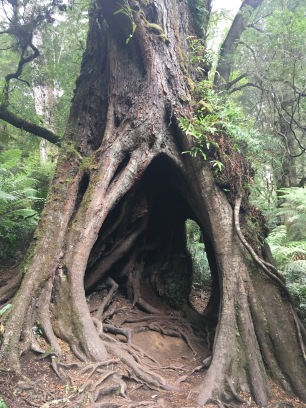 Otway National Park Rain Forest - gogantische Gummibäume / Green Coast